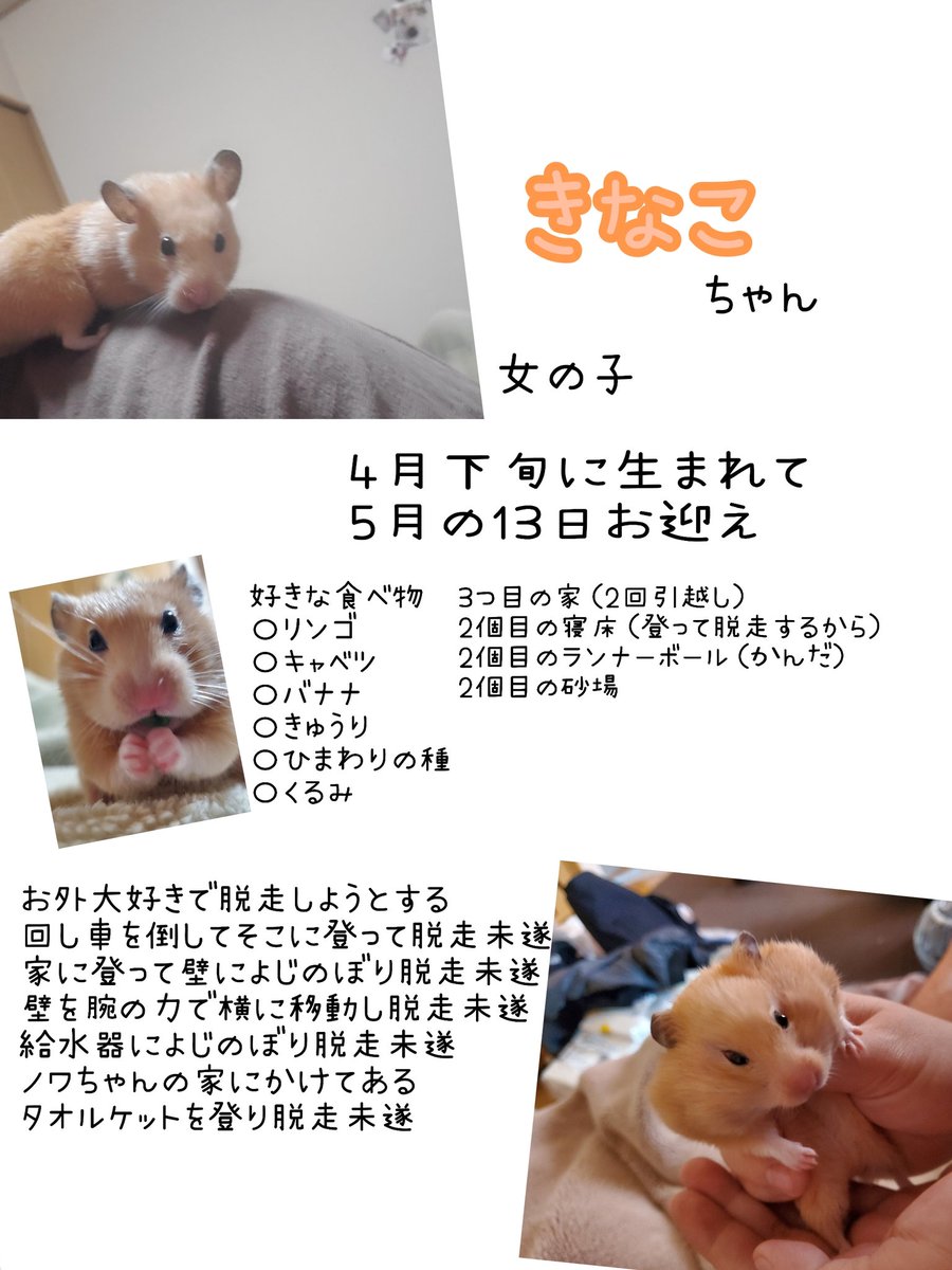 まーいん はむす隊 Mai Twitter