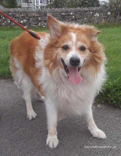 Dog Found Yesterday in Galway, Co. Galway lostandfoundpets.ie/6dryea via @anipal150