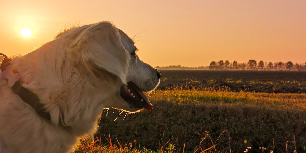 EdinDogCatHome's tweet image. The sun is setting on our #SummerRaffle 🌅. There's one day left to get your paws on tickets. Don't miss out!

🍕 1st prize - £300 @OoniHQ Pizza Oven voucher plus £250
💰 2nd prize - £250
🧸5 x runner up prizes of dog or cat hampers worth £50

👉 bit.ly/edchsrtw