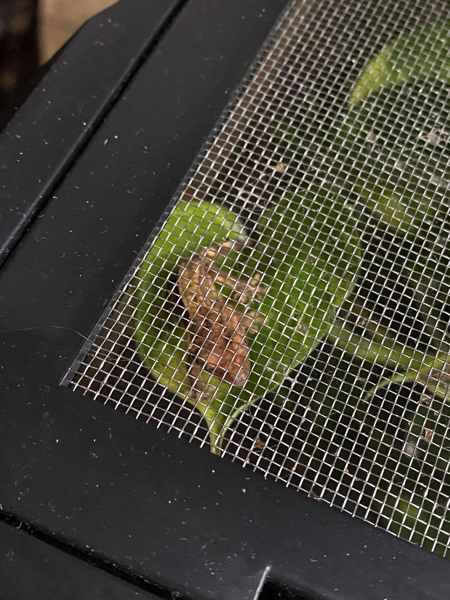 theywillcry's tweet photo. BABY GECKOS https://t.co/IYIEwzOzwB