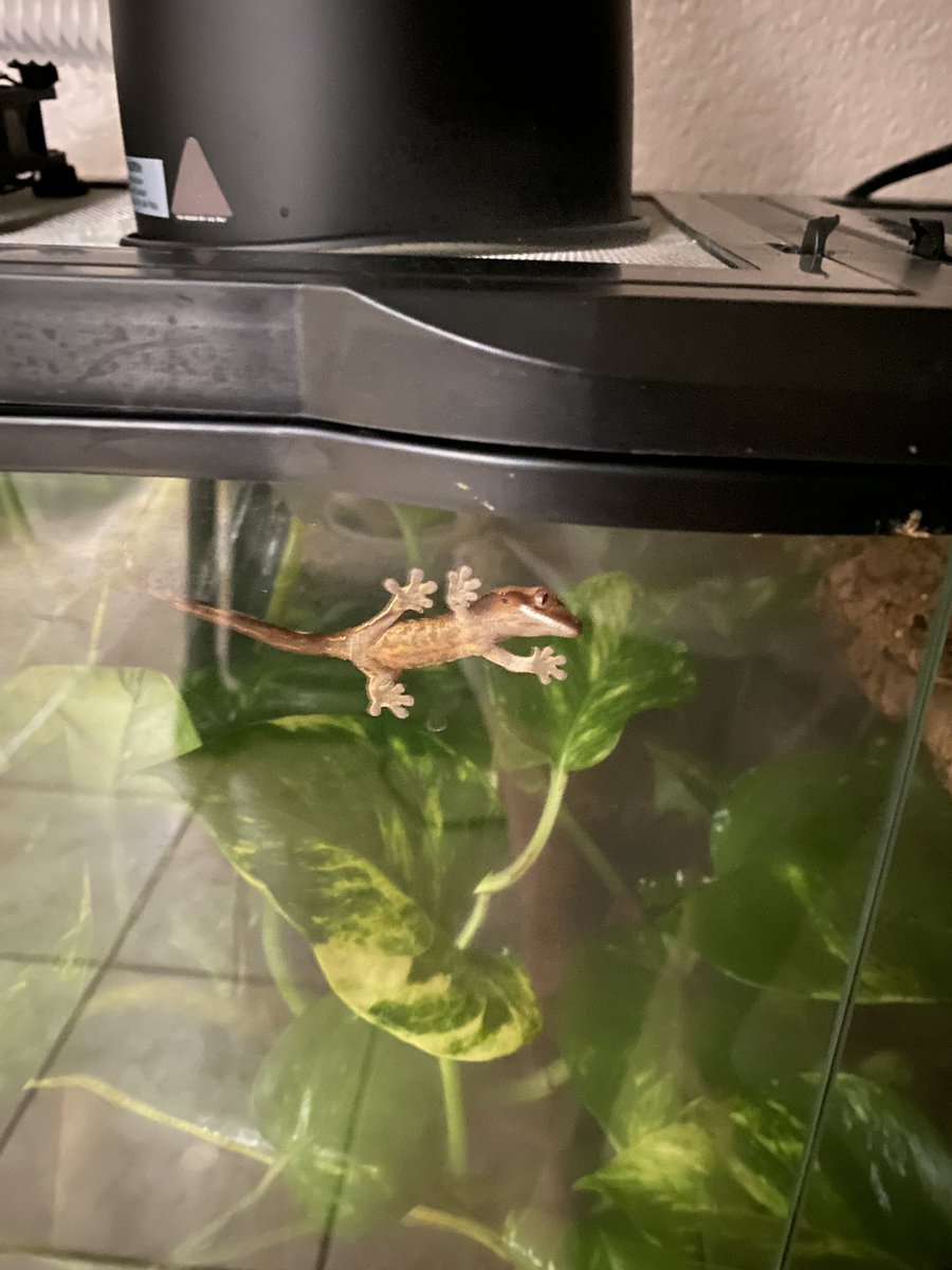 theywillcry's tweet photo. BABY GECKOS https://t.co/IYIEwzOzwB