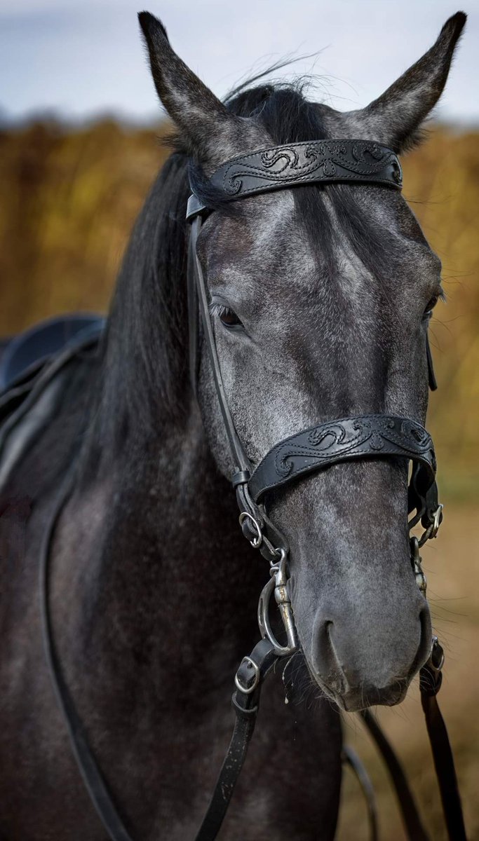 le_saac's tweet photo. Story of a bridle:
Dreamed by @novikovi_gretii . (Instagram)
We designed together.
By every pin, the magic  became stronger.
It came alive.
The miracle came into existance.
@prof_ography (instagram
Thank You
#leatherproduct #handmade #unique @le_saac  #horse  #cavalos https://t.co/qzUI06gDeV