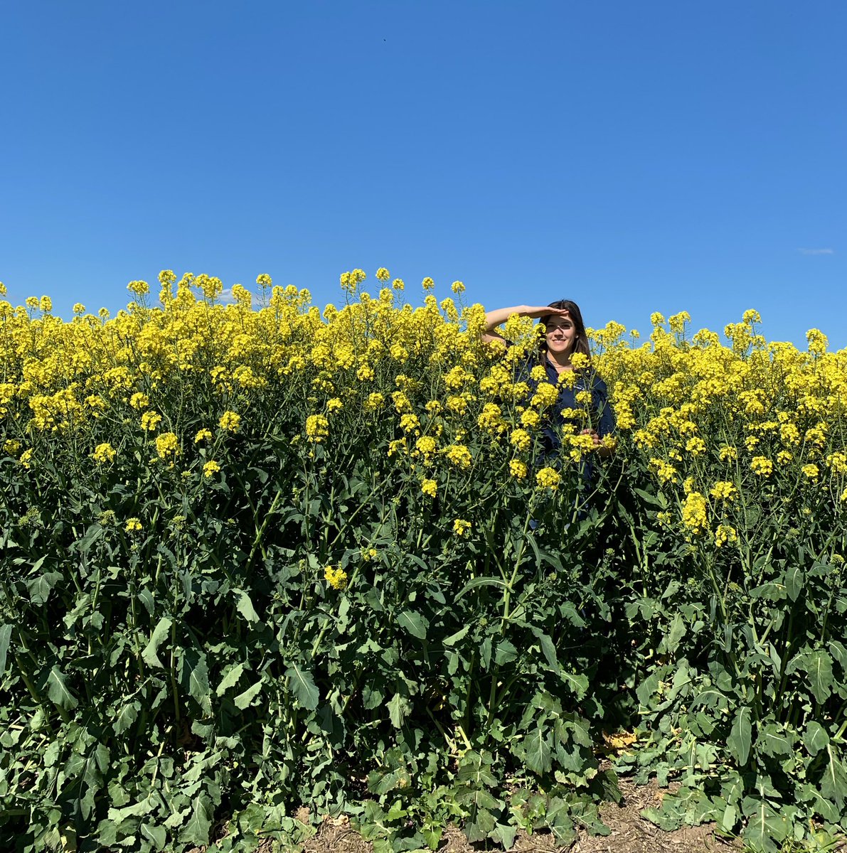 sonia_marqu's tweet photo. Some impressive winter canola varieties at our trial site @GorstRural With some varieties standing close to 1.9 meters! 🌼 @KiwiAPrince @CaptainCanola @PacificSeeds https://t.co/OPQ1pjTgXb