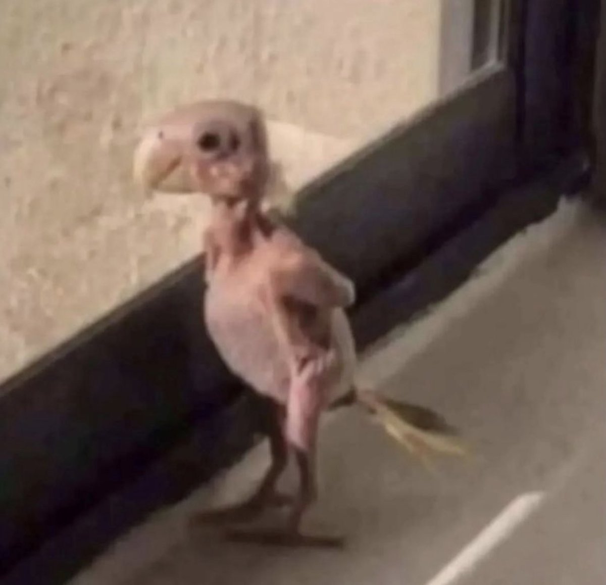  σмαя tweet media