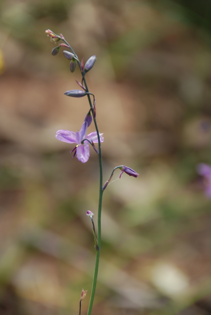 brianfurze's tweet image. Ground orchid, Chiltern-Mt Pilot National Park.⁠
At last, spring is coming to Northeast Victoria. ⁠
#northeastvictoria #chiltern #parksvic chilternmtpilotnationalpark