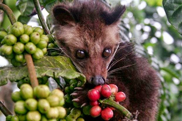 funci_cultura's tweet photo. 6⃣El café más #exclusivo, exquisito y #caro del mundo es el de #civeta, o kopi luwak, como se conoce en Indonesia. Las civetas se alimentan de granos de café, que no son digeridos, y son execrados enteros, limpiados minuciosamente y ligeramente tostados, en un proceso artesanal. https://t.co/OQJdDv1lEX