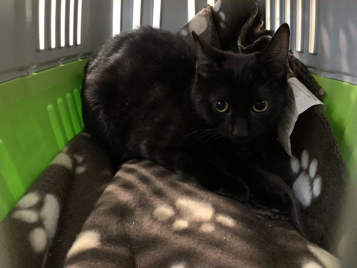 helen_a15's tweet photo. Not a very happy Maude 
#catslife #vets #opday #CatsOfTwitter https://t.co/GxVZUuWr2s
