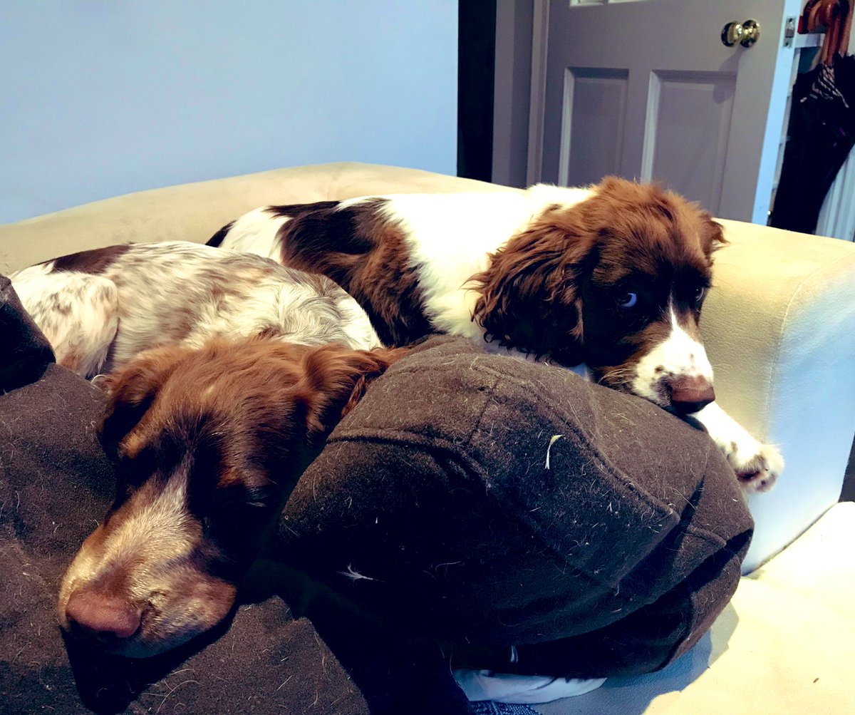 iain_w_anderson's tweet image. Your daily #joe #jarvis #joejarvis 😊🐶