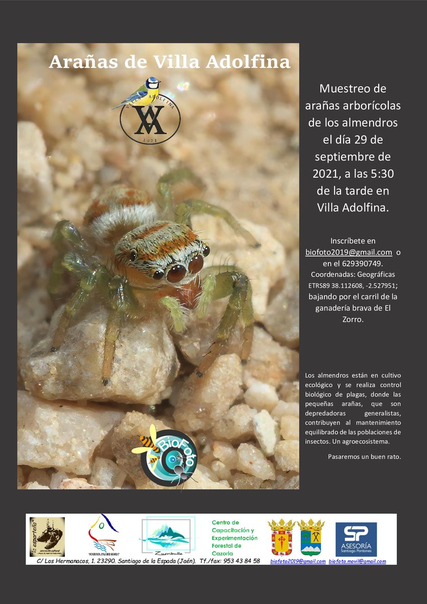 Muestreo de Arañas arborícolas en Villa Adolfina (Santiago-Pontones). 29 septiembre, 17:30 h. Inscripciones biofoto2019@gmail.com. Organiza Biofoto.<a href="/RadioSierraFM/">RADIO SIERRA 96.4 FM</a> <a href="/SierradeSegura_/">Sierra de Segura</a> #Ecologie #turismoecologicoSierradeSegura