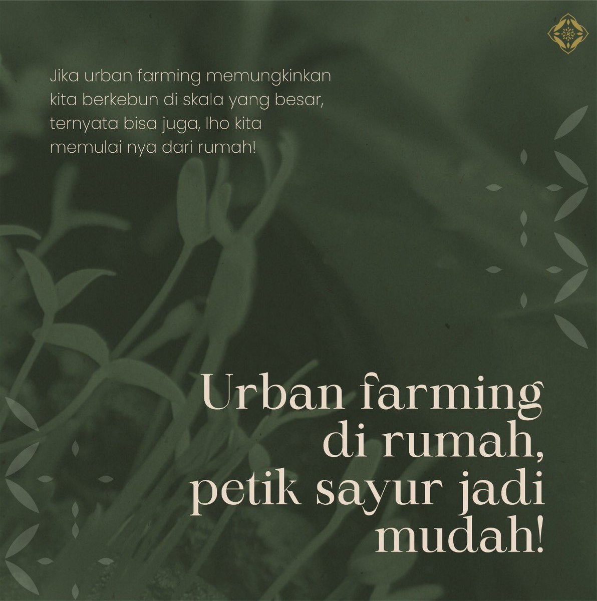 steventomip's tweet photo. (1/2) Suka bertani tapi tidak punya halaman di rumah? home Farming bisa loh jadi solusinya.
Selain mendapat manfaat hasil panen, home farming mempercantik lingkungan sekitar kita. @LPDP_RI 
#lpdp_ri #IndonesiaTumbuhIndonesiaTangguh #DiriUntukNegeri #AkuPastiMengabdi #PK175 https://t.co/UBRN9OWaHL