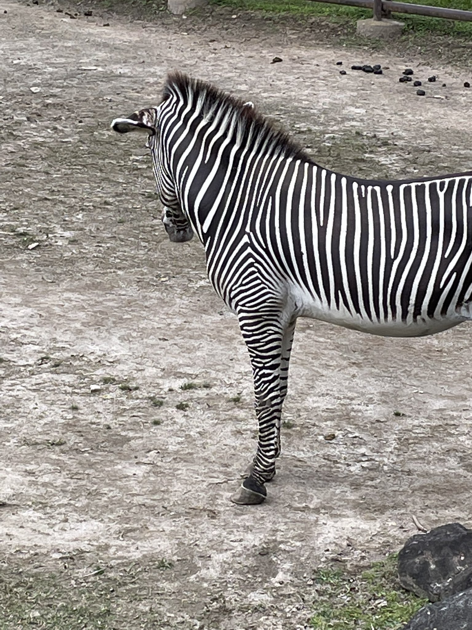 千葉市動物公園 公式 シマウマさんこっち向いてー とよく言われますが シマウマは顔の横に目がついているため視野が広く 真後ろ以外はほぼ見えています そっぽ向いているようで きっとあなたのことも見ていますよ 飼2 千葉市動物公園 グレ