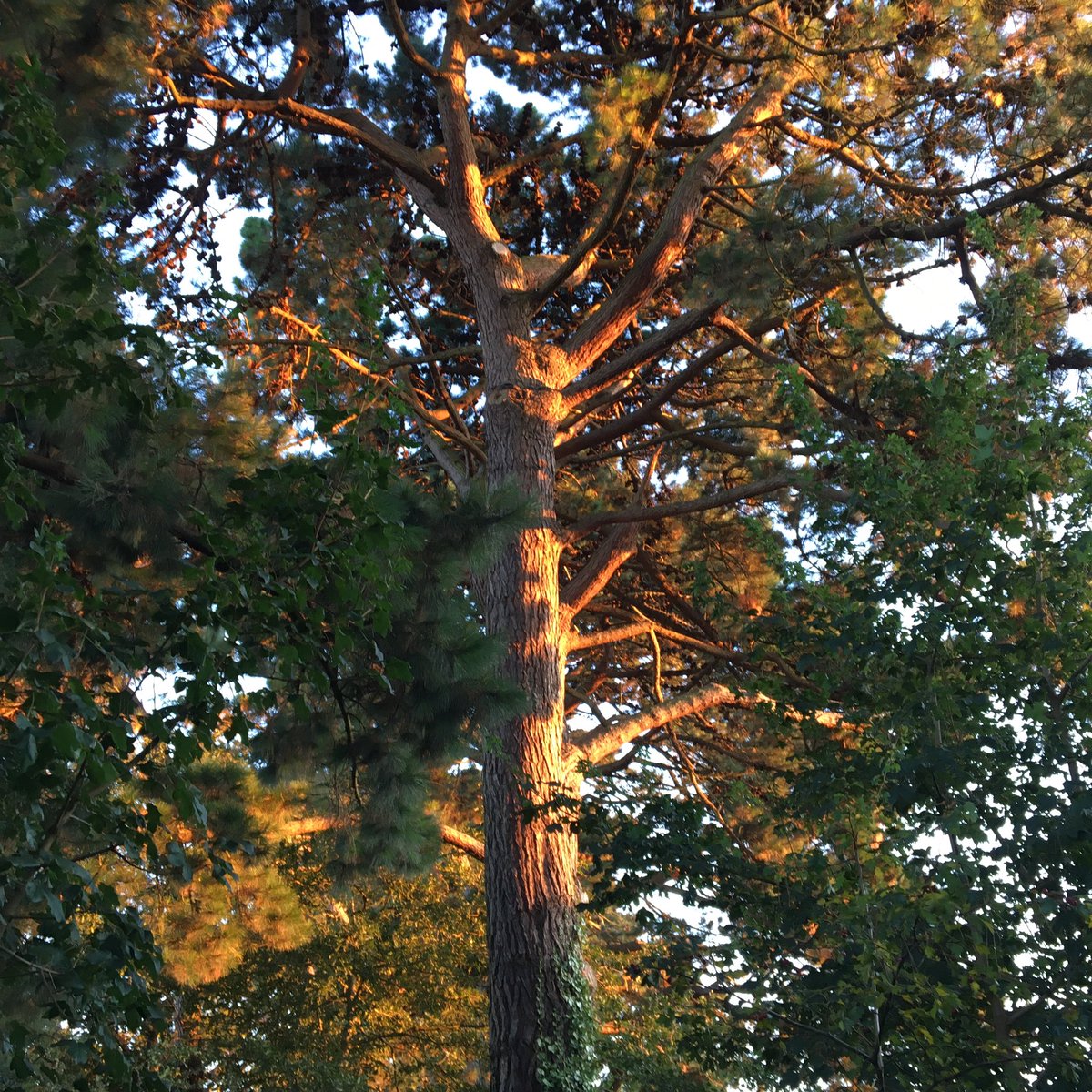 k_isham's tweet photo. Once the sun comes out later (it will), why not take a wander down Pine Walk in #Southampton?
Mild adventures can be found all over the place. #Trees
#MildAdventure #SuburbanSafari
@iSouthampton @UnseenSoton https://t.co/bOicTJMuyw
