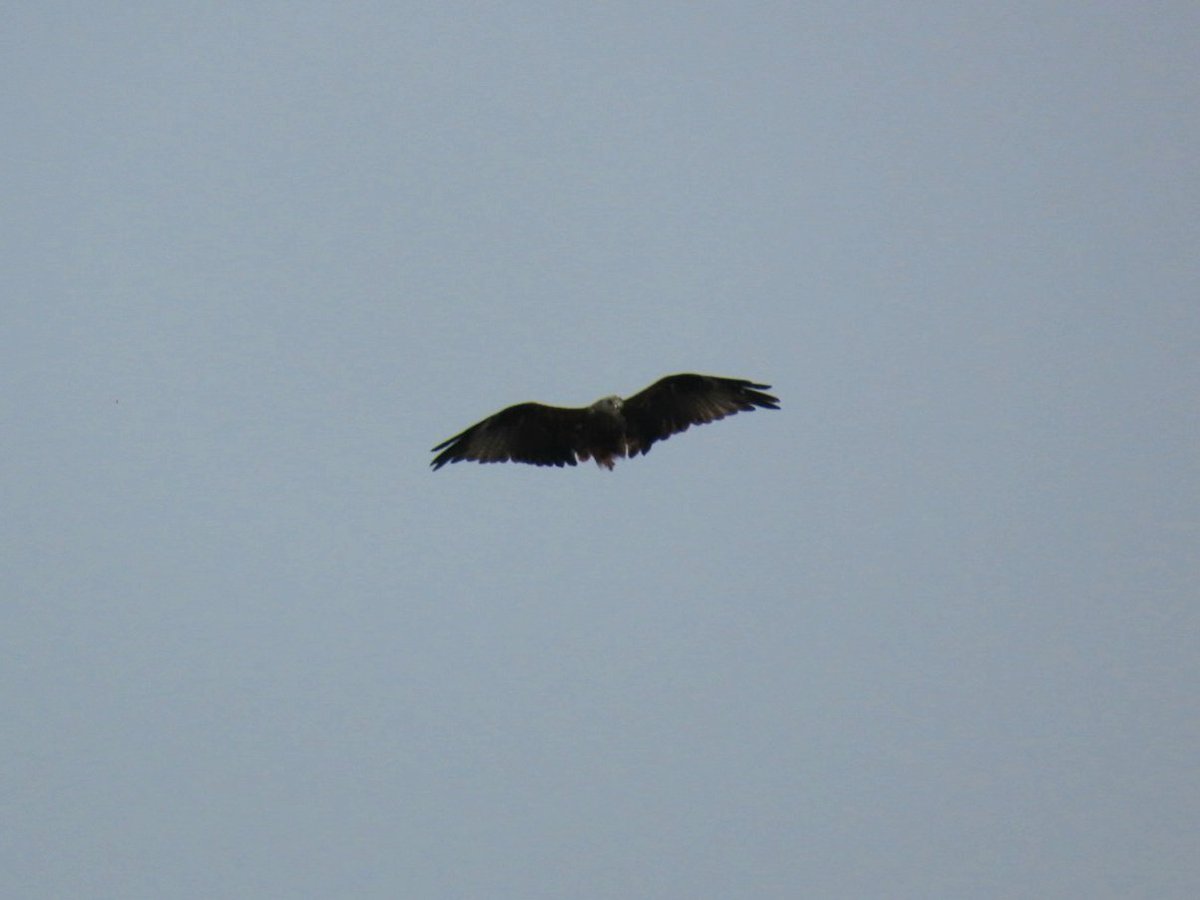 YoungerStephen's tweet photo. The Bat Signal has gone up over Rickmansworth. @Hertsbirds https://t.co/iYE9csM6te