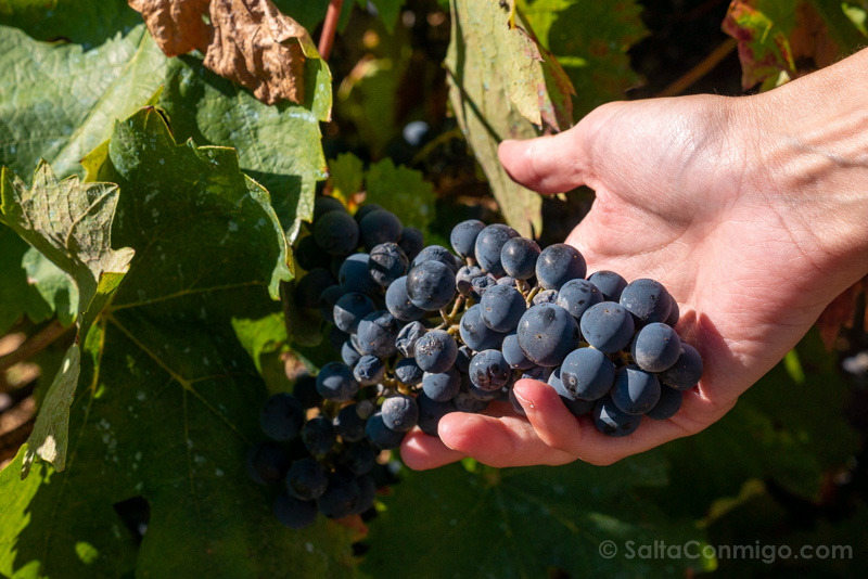 SltCnmg's tweet photo. ¡NUEVO EN EL BLOG! La visita a las bodegas de #Toro, #Zamora: de la más pequeña a una con spa https://t.co/WZ9i25u7Hd
#rutavinotoro #dejandohuella https://t.co/oMPx9qJ0qJ