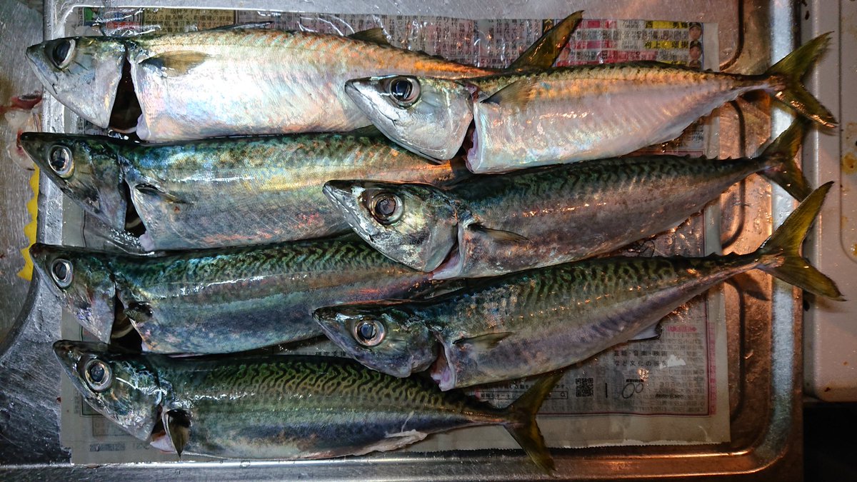 ふらぺん V Twitter 釣記録 岬町 中潮 サバ 35cm タチウオ F2 5 サバからスタート サバ爆釣 やればやるだけ釣れた 持帰りの倍以上 お裾分けリリース タチウオの当たりあるもののなかなかあわせきれず まだ修行が足りない デカさば引きは強いし楽しいん