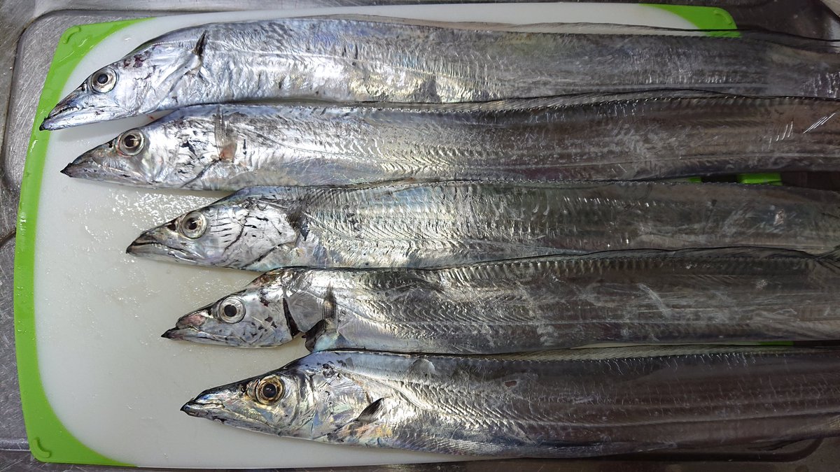 ふらぺん V Twitter 釣記録 岬町 中潮 サバ 35cm タチウオ F2 5 サバからスタート サバ爆釣 やればやるだけ釣れた 持帰りの倍以上 お裾分けリリース タチウオの当たりあるもののなかなかあわせきれず まだ修行が足りない デカさば引きは強いし楽しいん