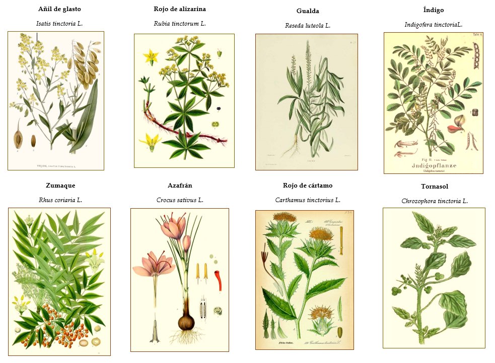 ColorImperio's tweet photo. Algunas de las plantas tintóreas usadas en la Edad Media. Todas ellas aparecen en #Elcolordelimperio.
#NovelaHistorica https://t.co/JDO2d14Odo