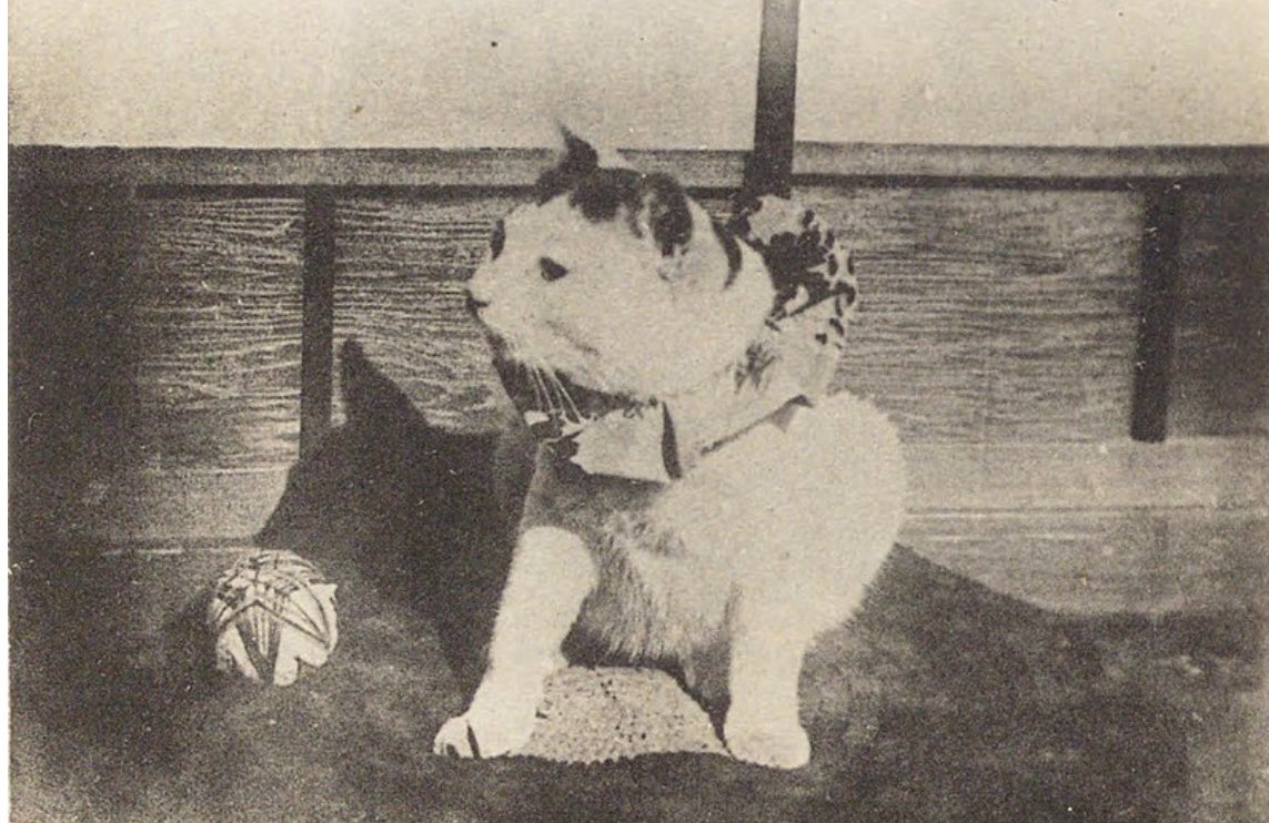 まっちゃん 左 イチローの前世 徳川慶喜の愛猫ハン 右 今世のイチロー男爵 なので僕の前世は慶喜公で T Co Judauwua8z Twitter