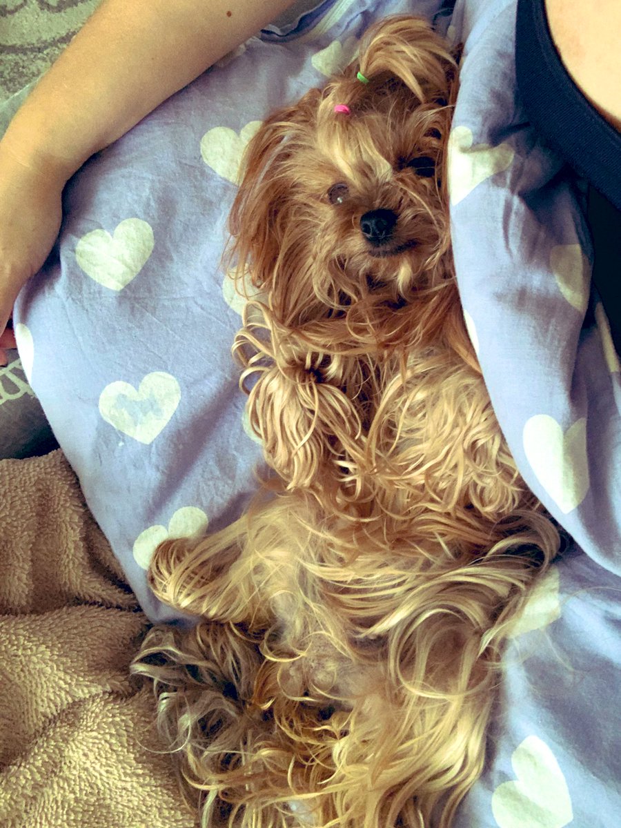 SmallYulianna's tweet photo. Отпуск - это прекрасно 🐕 😻 https://t.co/f70GOVcHms
