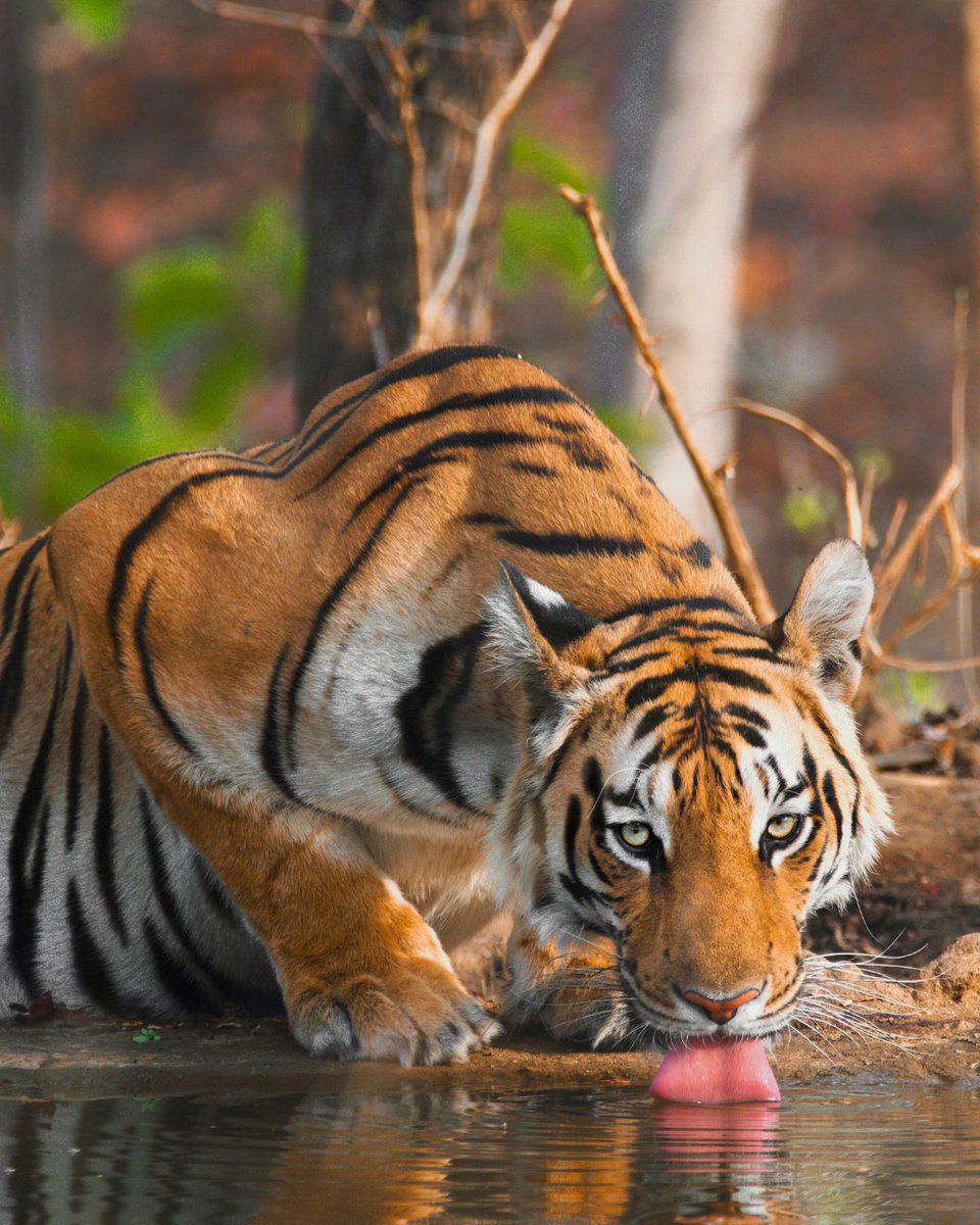 Footloose_India's tweet photo. Ever wished to visit the forests from ""The Jungle Book""?
Here you go then! Check out this thread to know more! 👀

Thread (1/3)

#FootlooseJourneys #SocioEcoVentures #FJ_TravelUpdate #nature #wildlife #animals #birds #travel #photography #tiger #thejunglebook https://t.co/fIhDPIt4Y1