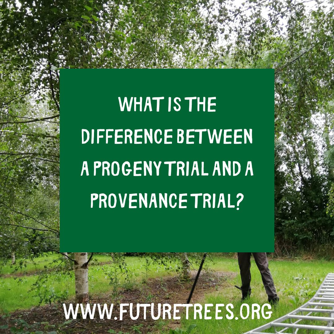 FutureTreesUK's tweet image. It is great to still see website visitors for our small piece on the difference between a progeny trial and a provenance trial by Dr. Jo Clark, Head of Research at Future Trees Trust.  Want to know more?-Let us know #FutureTrees buff.ly/3pNh65N