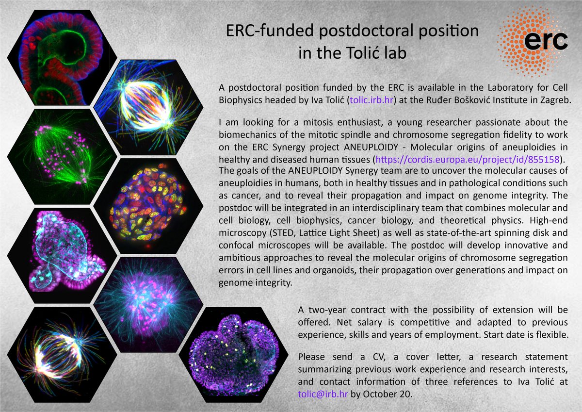 Looking for a #mitosis aficionado to work as a postdoc on the ERC Synergy project #Aneuploidy at @institutrb in #Zagreb. Interested in the molecular/biophysical origins of chromosome segregation errors? Email me! #STEDmicroscopy #LatticeLightSheet #organoids #ERCSyG @ERC_Research