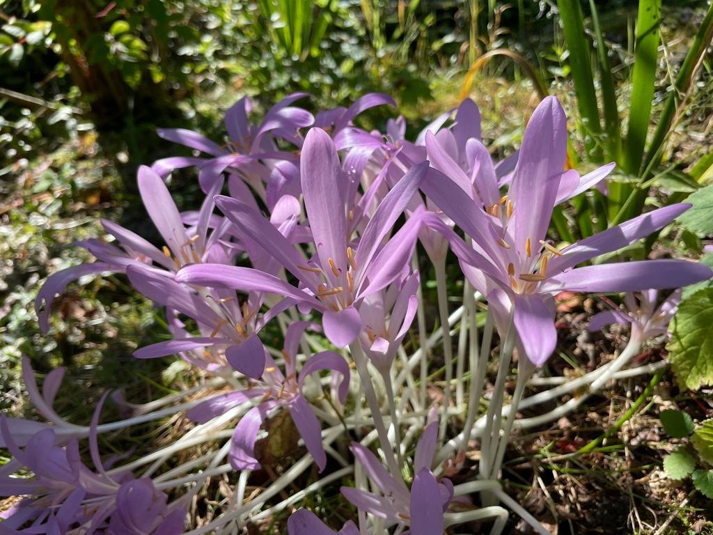 bordehillgarden's tweet photo. Autumn crocus enjoying the sunshine @bordehillgarden before they had to battle with the wild weather today. #crocus #colchicum #autumnbulbs #meadowsaffron #autumnflowers #MondayMotivation https://t.co/K9NJnyV9hE