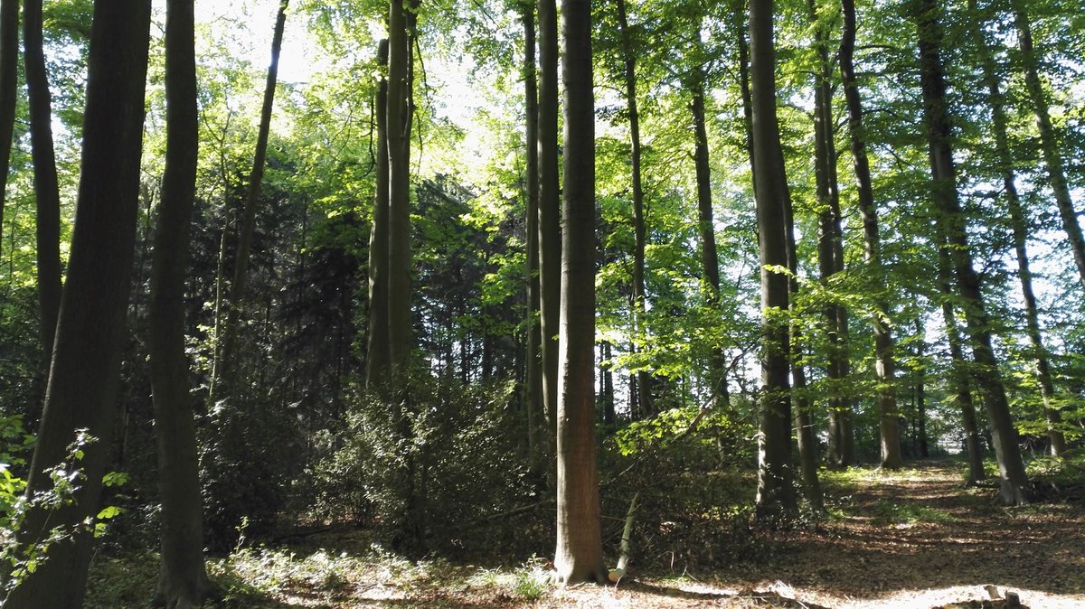e2shareDe's tweet photo. #GerettetStattGeredet
Wir bedanken uns bei Euch für die Retweets.
Es ist schön, dass Ihr uns bei den e2share #Klimaschutz-Projekten unterstützt.
Mehr Infos unter https://t.co/Wfsu1Ef33K
#e2share #waldretten #klimaschutz #naturschutz #jederbaumzählt #rettetdieBienen https://t.co/IoSoD3Ec6Y