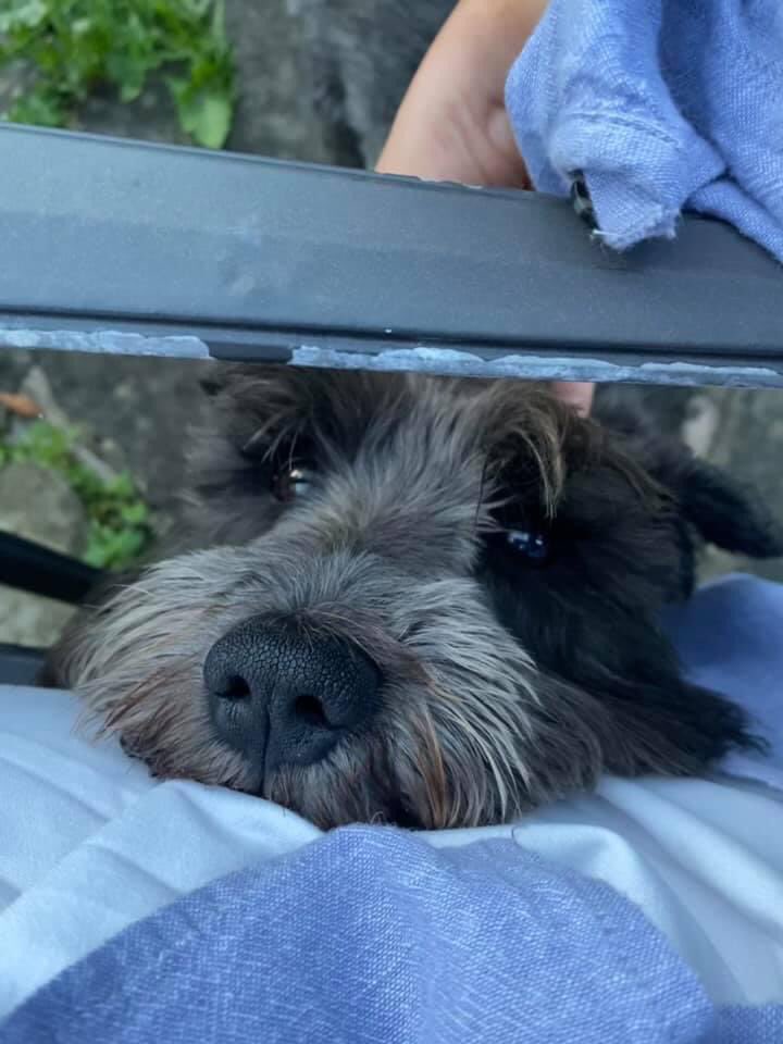 carojlambert's tweet photo. @misterhsk Welcome  Shuggie !  Life will never be the same - Schnauzer power! https://t.co/vQ87xQ8dJm