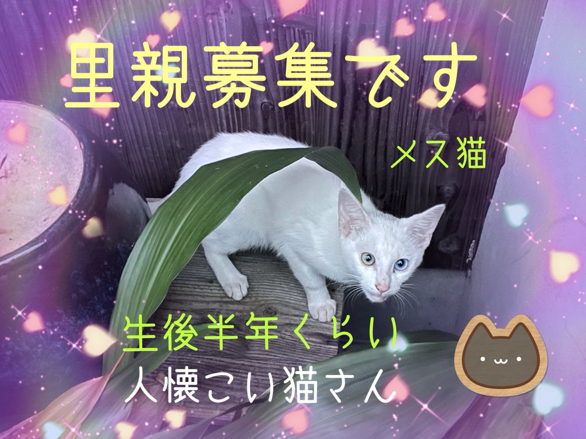 堀江町区 ほりえ地域猫の会 3にゃんずまま Tiikineko Horie Twitter 堀江町区 ほりえ地域猫の会 3にゃんずまま Tiikineko Horie Twitter