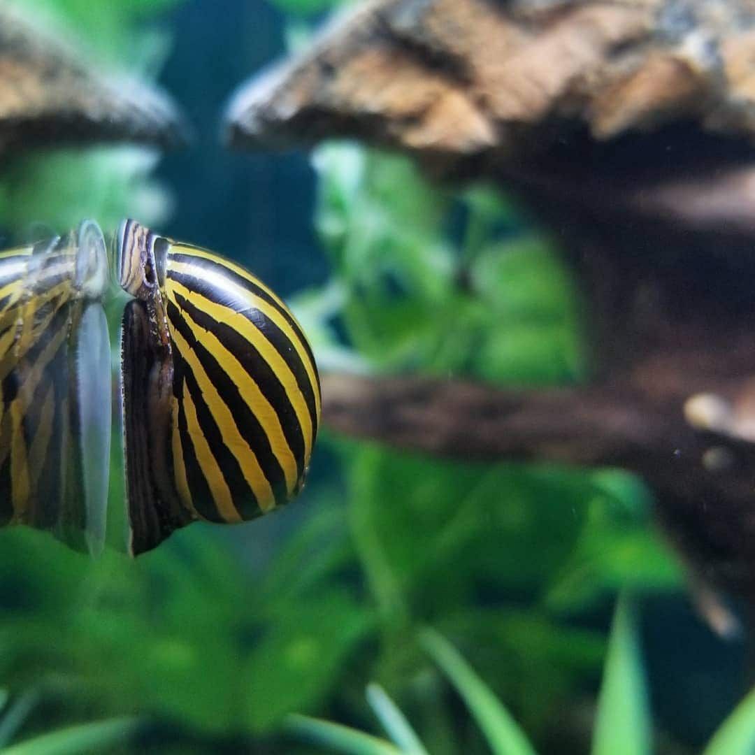 GuideAquarium's tweet photo. The #ZebraNerite snail is a peaceful creature, and because of its extreme liking towards algae, it can be considered your personal tank cleaner. know more https://t.co/LfxjOeyHk4 https://t.co/Eo3EP1w1bp