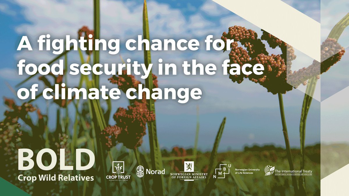 CropTrust's tweet photo. Climate change is the most urgent crisis of our time. 

We're proud to be launching a new 10-year project that expands on the pioneering work of the @CropWildRelativ project to help adapt our agriculture to this crisis.

Introducing BOLD.

Learn more 👉  https://t.co/8SWUi45BSv https://t.co/tphtFFL4Yd
