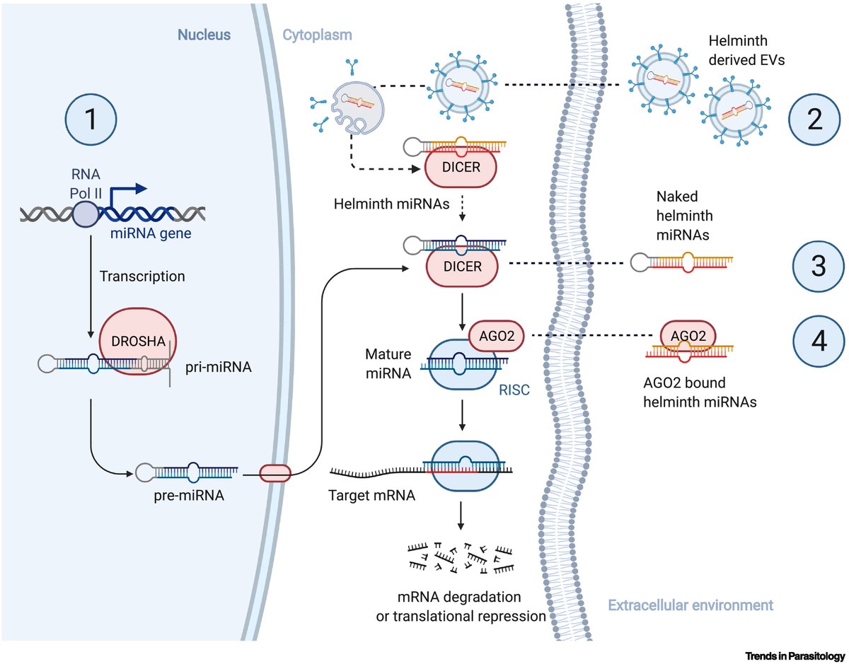 TrendsParasitol's tweet photo. Dr. Sheila Donnelly & Nham Tran review mammalian #Ago2 #miRNA network as a newly discovered mechanism of #helminth #immunomodulation. #Fasciola #hepatica #microRNAs #Argonaut #EV
@UTSResearch @AS_Para
Free access at https://t.co/desjGYhaPR https://t.co/uU9GhzqGHp
