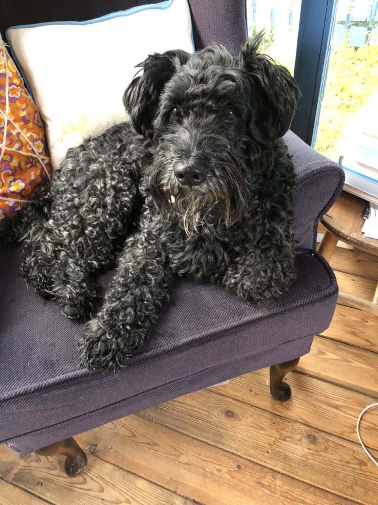 Welsh_Jacobite's tweet photo. Enjoying helping the hoom #wfh. It may be wet outside but I is basking in the rays of all those birthdays wishes. https://t.co/8vtkfzNNQR