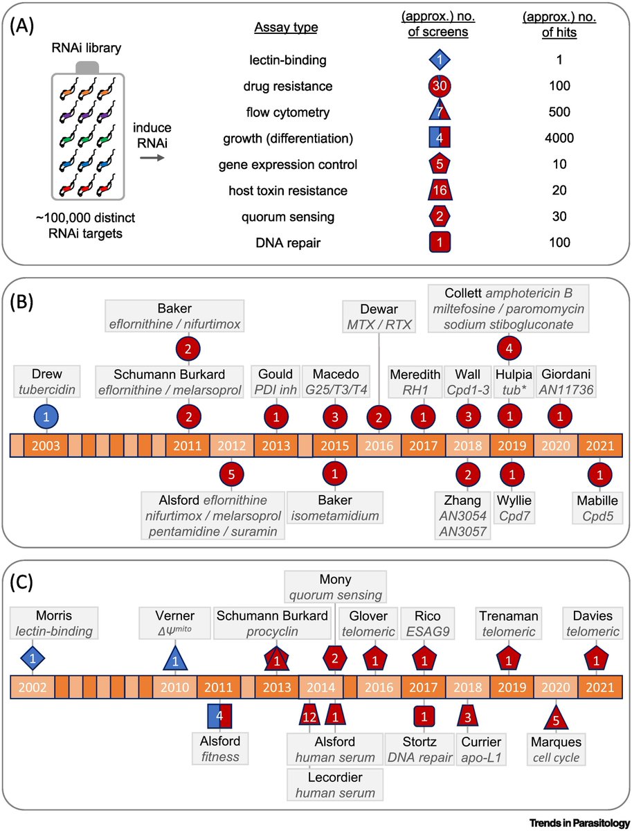 Dr. David Horn reviews #genome-scale #RNAi screens in African #trypanosomes. #Trypanosomatid #Trypanosoma #brucei #cruzi #Leishmania #Genomics #SleepingSickness #ChagasDisease #Leishmaniasis @WCAIRDundee @UoDLifeSciences @BSPparasitology 

Free access at authors.elsevier.com/a/1dokq5Eb1x7s…