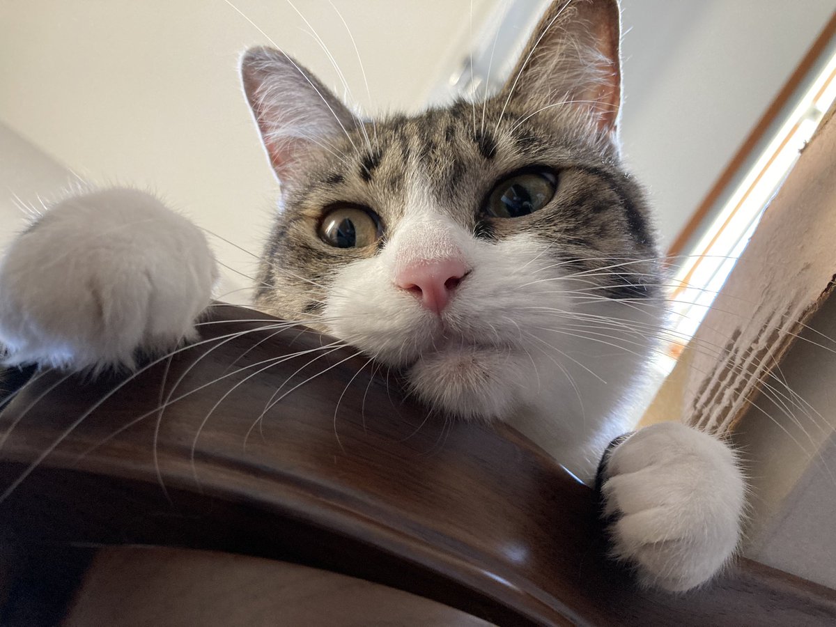 おひげシャワー 