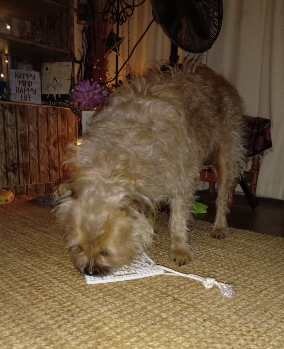 Poppy_MindDogAU's tweet photo. I'll eventually work out if I put my ๐พ on the rope, it won't move ๐ค๐ผ eventually ๐
#DIYlickmat #LickMat #BigW
#BTPosse #TreatTime https://t.co/Qc6zFrdkQk
