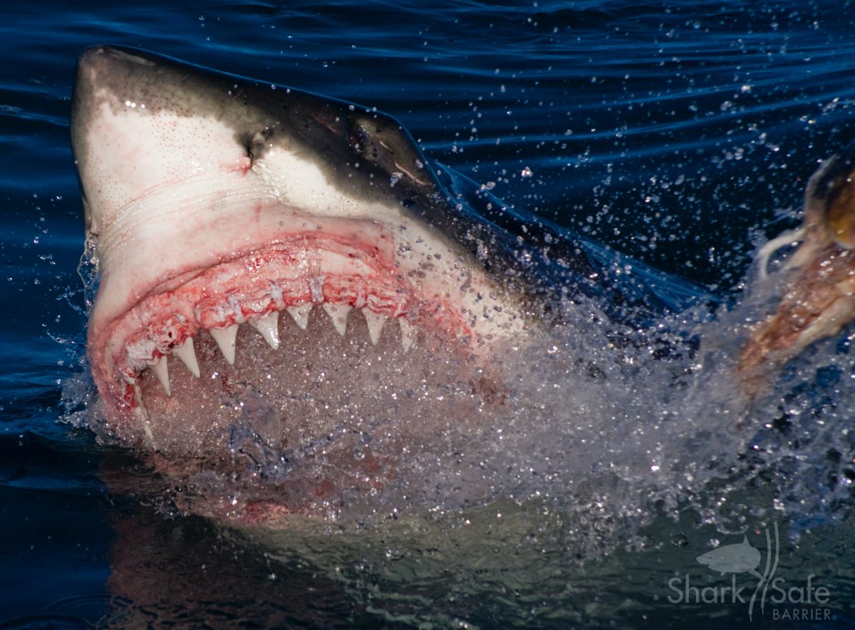 SharkSafe Barrier Pty Ltd tweet media