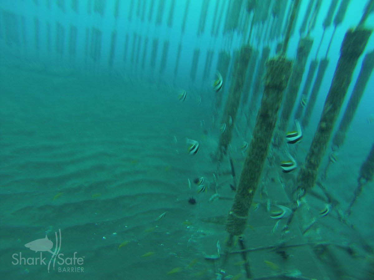 SharkSafe Barrier Pty Ltd tweet media