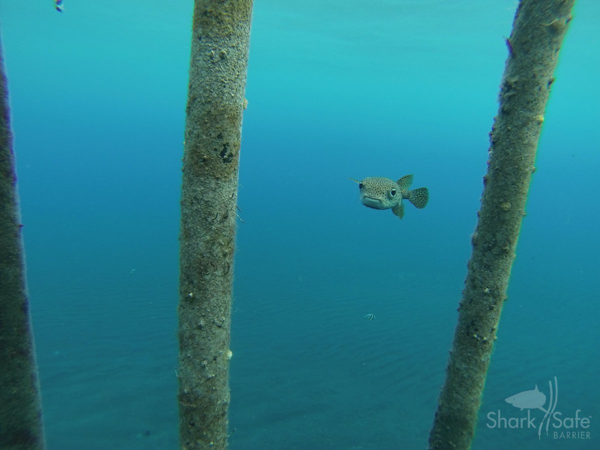 SharkSafe Barrier Pty Ltd tweet media