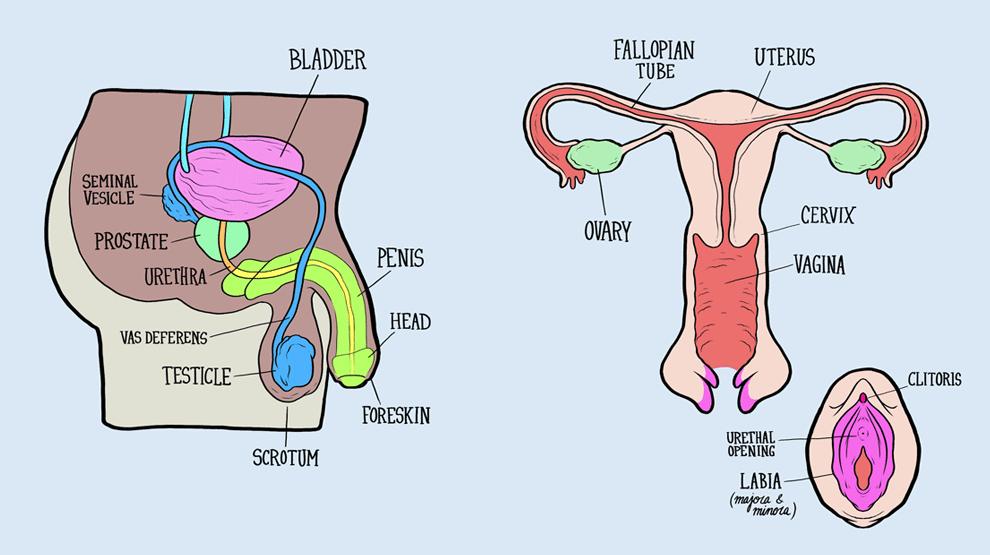 womenwontweesht's tweet photo. @JeanHatchet @LBC @Keir_Starmer Brilliant Jean thanks #Truth
#OnlyWomenHaveCervixes
#OnlyMenHaveProstates
Thks #marr @AndrewMarr9 Thks @LBC #LBC
ADULT HUMAN FEMALES ARE WOMEN
NO MEN HAVE CERVIXES
ADULT HUMAN MALES ARE MEN
NO WOMEN HAVE PROSTATES
#rosieduffield is not transphobic
#Starmer DAFT
#WomenWontWheesht https://t.co/yromR5GXT1