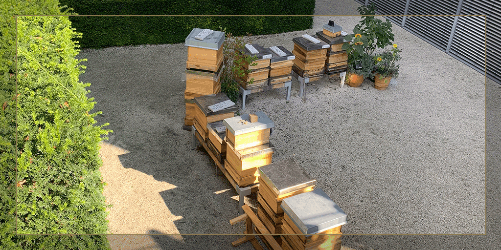 Imker_Frank's tweet photo. Als verantwortungsvoller #Imker schaut man schon wo man seine Bienen ein Zuhause gibt. Letzte Woche in Berlin habe ich mal beim #Bundestag vorbeigeschaut, genauer beim Paul-Löbe-Haus. Dort stehen die #Honigbienen des Bundestages. Sterile aufgeräumte Gegend - nicht schön. https://t.co/VYpgOOUYlm