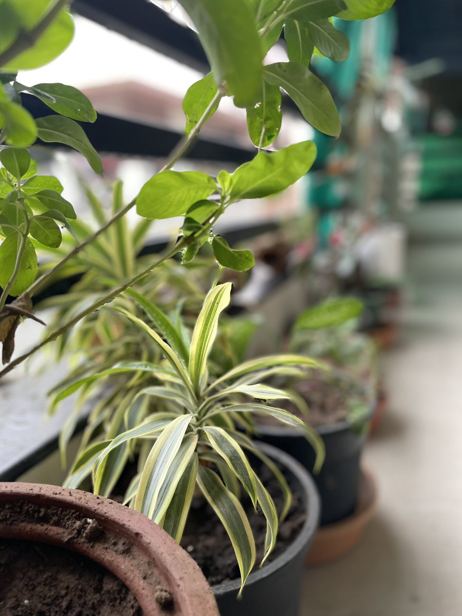 Shah10Kush's tweet photo. Don’t stop beleafing #shotoniphone #mobilephotography #rainyday #potraitmode #GREENDAY #Ahmedabad #iPhone12 https://t.co/dzNqCpm0gc