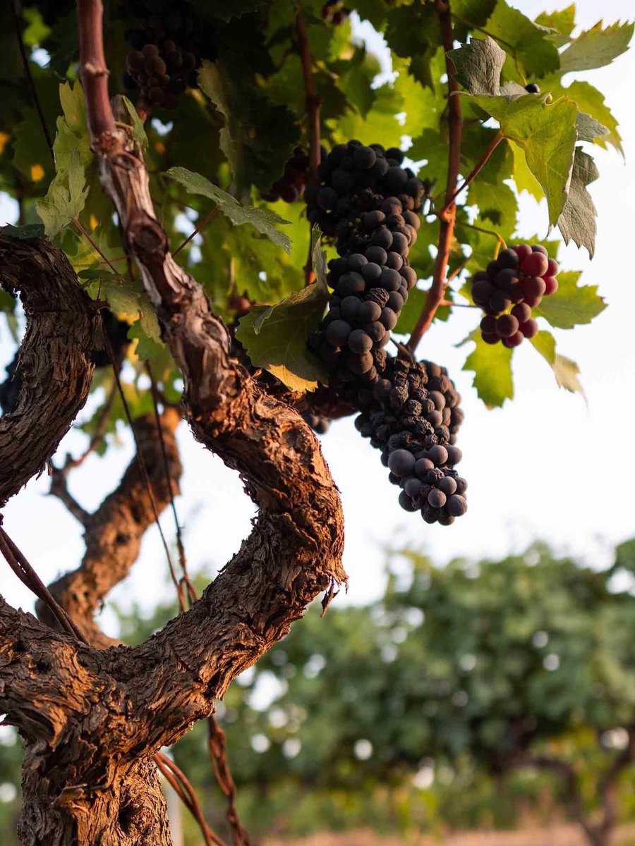 Terminata la vendemmia 2021. L'analisi del Consorzio di Tutela.
➡ bit.ly/ConsorziodiTut…

#PrimitivodiManduriaDOP #ItalianWine #Vendemmia2021 #Vendemmia #Harvest2021 #Harvest #Puglia #WeAreInPuglia