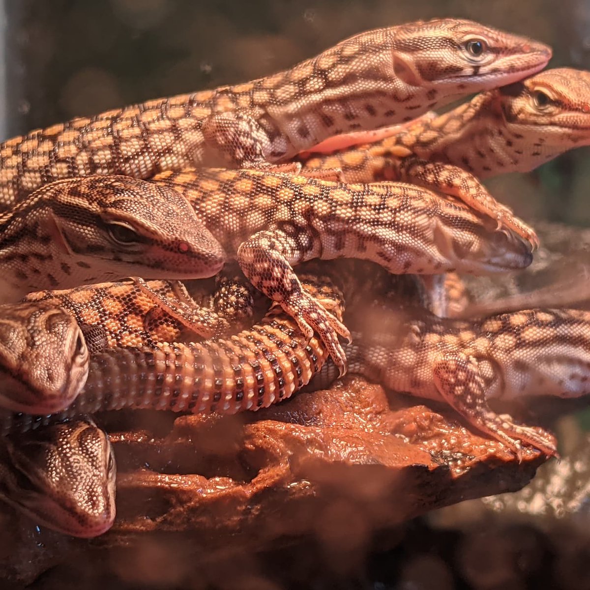 Curious Creatures LLC tweet media