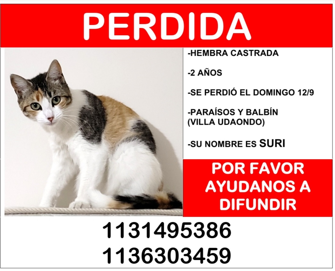 Sigo buscando a Suri. Villa Udaondo, Ituzaingó. ¿Me ayudan a difundir?