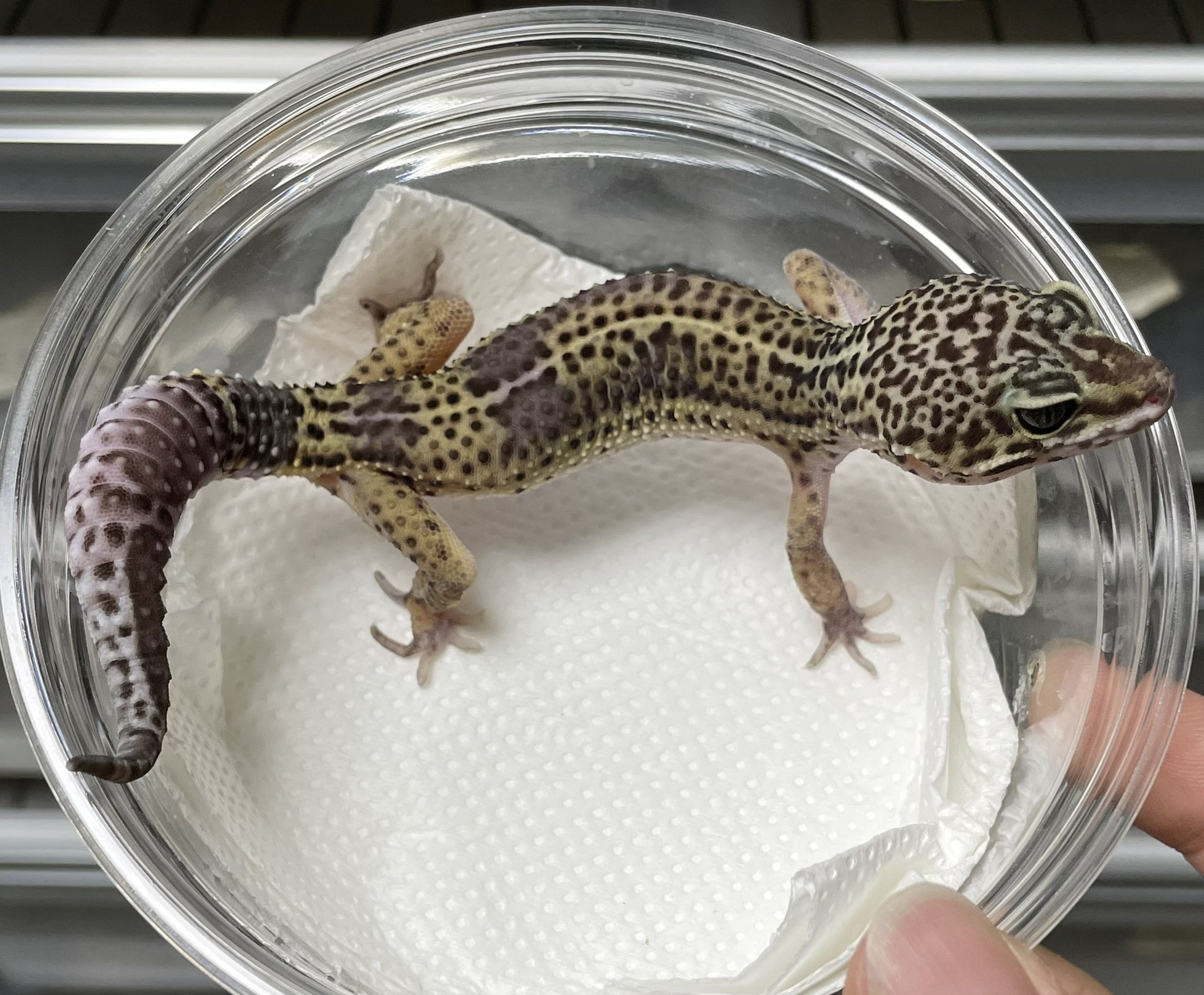 SHN REPTILES 2.0💮 on X: 