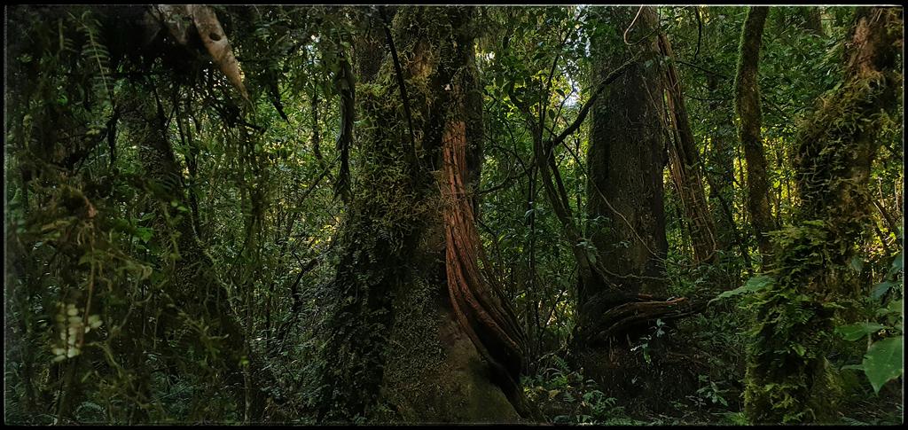 hottriggered's tweet photo. Timeless Time
amidst seas of green
there's a silence seen
moisture laden scents
of eons leaf's
carpet so dense
#Rimu #Rata
#ancientforest
#trees #treesthatcount
#thicktrhottrigger
#Ruapehu
#Mangawhero_Forest
#New_Zealand
(C) #hottriggeredkiwi https://t.co/EKrqiT0tVN