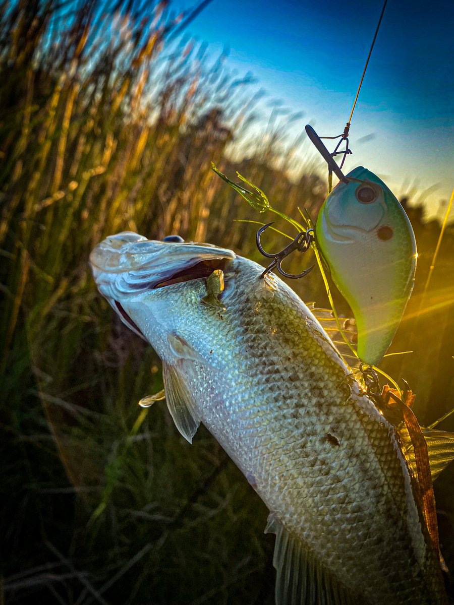 LfgFishing's tweet photo. Another One of them days #triplebandzfishing #lfgf #lfgfishing #tbf #trending #fyp #bigbassvideos #fishingvlog #howtofish #howtocatchbass #howtocookbass #letsfuckinggofishing 
#fishing #fish #fishinglife https://t.co/60uD1kaSUv