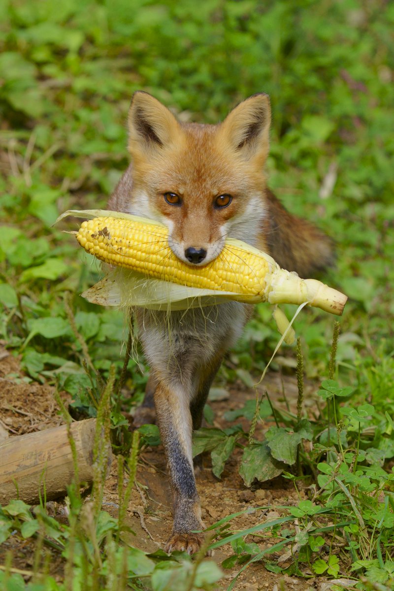 黒崎十士郎 (@z9kE9zzNT16Iz31) / Posts / X